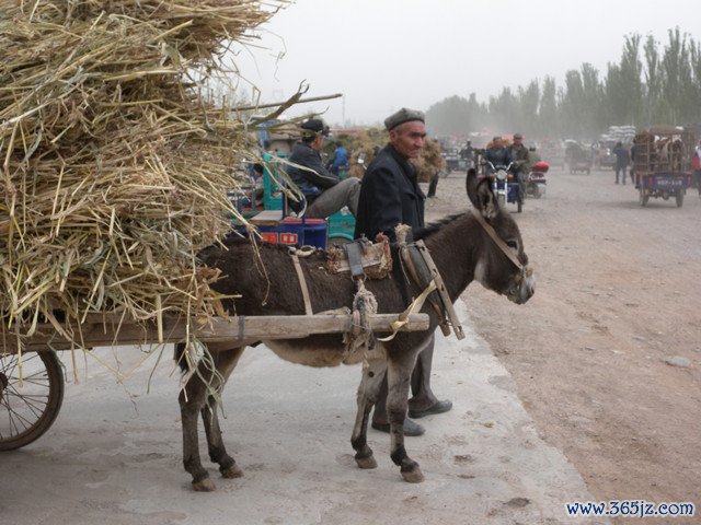 驴在中国乡村曾广泛作为生产和运输工具使用（来源：第一财经记者摄）